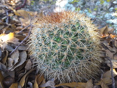 Mammillaria discolor