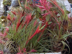 Tillandsia punctulata