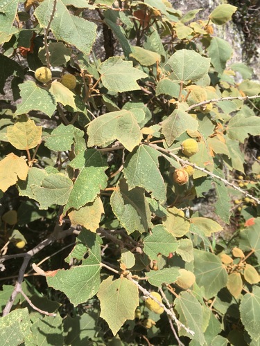 Croton goudotii