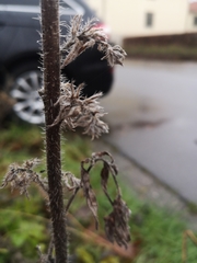 Echium vulgare