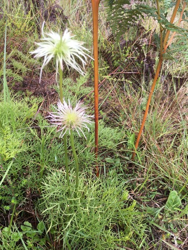 Clematis falciformis image