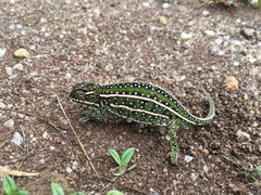 Furcifer campani