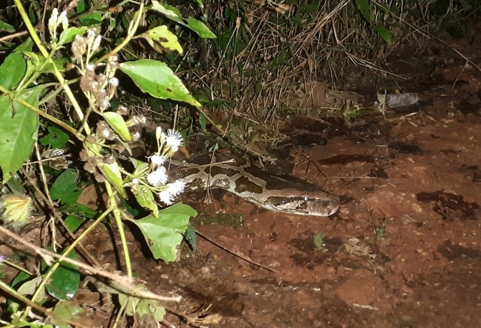 Indian Rock Python