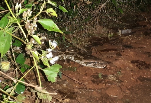 Indian Rock Python