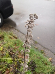 Echium vulgare