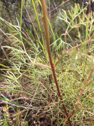 Clematis anethifolia image