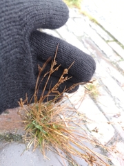 Juncus