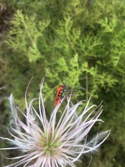Spilostethus pandurus asiaticus