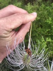 Spilostethus pandurus asiaticus