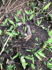 Spilostethus pandurus asiaticus