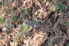 Dyschoriste hirsutissima