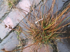 Juncus