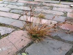 Juncus