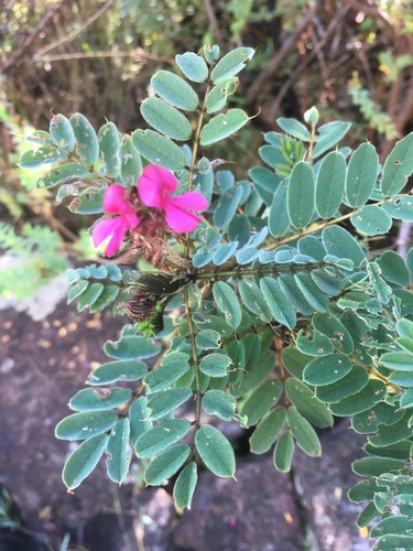 Indigofera lyallii image