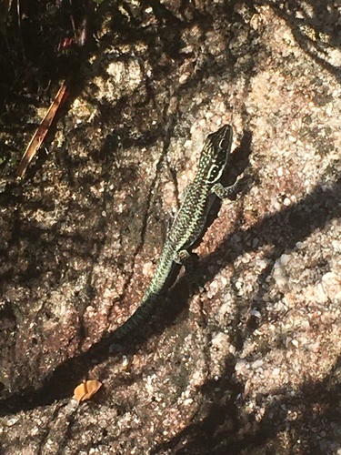 Barbour's Day Gecko