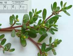 Portulaca oleracea