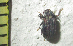 Paragonocnemis