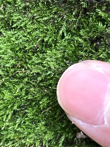 Paprastoji bukasnapė nuotrauka