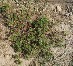 Portulaca oleracea