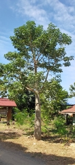 Adansonia digitata