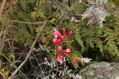 Bejaria