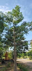Adansonia digitata
