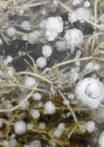 Image of Chara contraria by (c) Юлия, some rights reserved (CC BY)