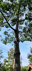 Adansonia digitata