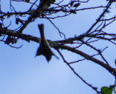 Mecocerculus stictopterus