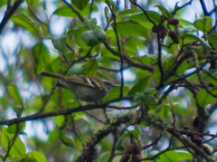 Mecocerculus stictopterus
