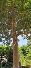 Adansonia digitata