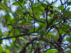 Mecocerculus stictopterus
