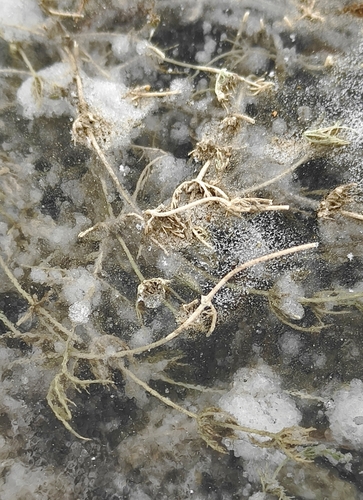 Image of Chara contraria by (c) Юлия, some rights reserved (CC BY)