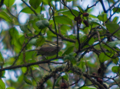 Mecocerculus stictopterus