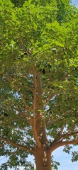 Adansonia digitata