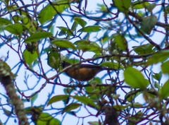 Conirostrum sitticolor