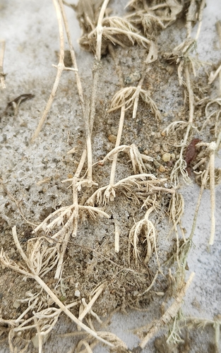 Image of Chara contraria by (c) Юлия, some rights reserved (CC BY)