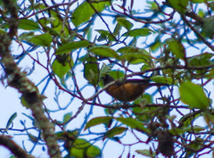 Conirostrum sitticolor