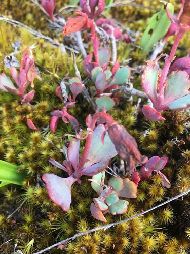 Kalanchoe bergeri image