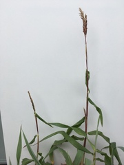 Zea mays sacharata
