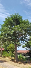 Adansonia digitata