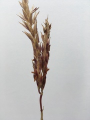 Zea mays sacharata