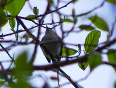 Mecocerculus stictopterus