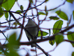 Mecocerculus stictopterus