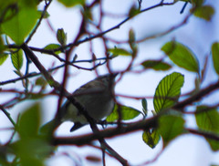 Mecocerculus stictopterus