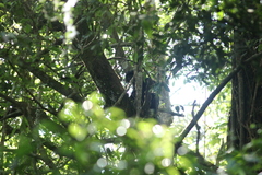 Trachypithecus auratus