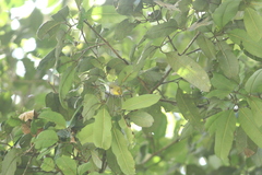 Zosterops japonicus montanus