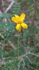 Thelesperma simplicifolium
