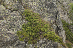 Juniperus communis hemisphaerica