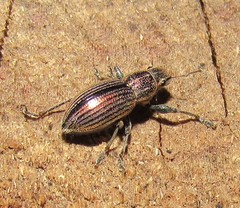 Naupactus tremolerasi